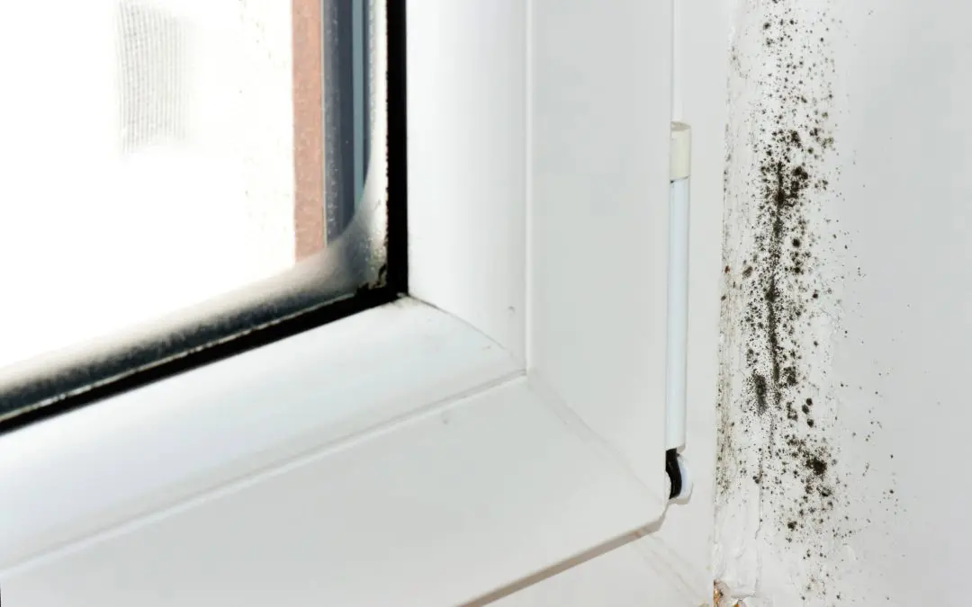 The Ultimate Homeowner’s Guide to Preventing Mold Growth